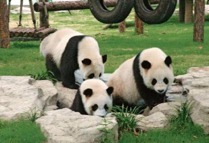 上海动物园有熊猫吗,上海动物园有几只熊猫